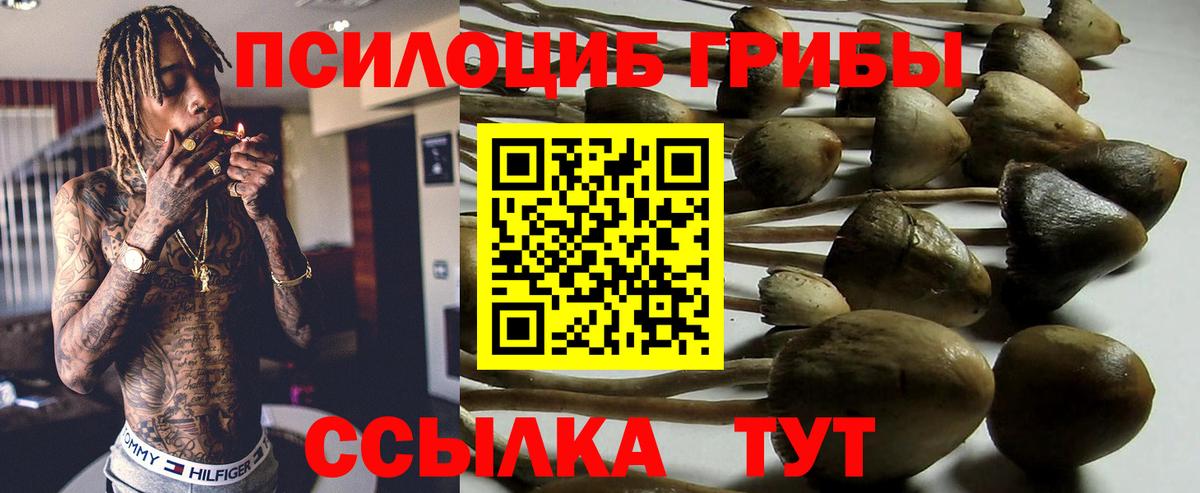 магазин продажи   Волоколамск  Псилоцибиновые грибы Cubensis 